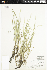 Alopecurus aequalis image