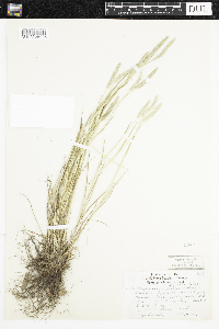 Alopecurus aequalis image