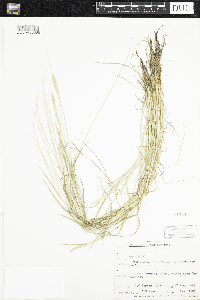 Alopecurus aequalis image