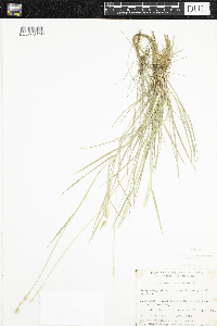 Alopecurus aequalis image