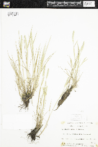 Alopecurus aequalis image