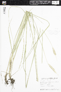 Alopecurus pratensis image