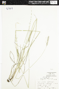 Alopecurus pratensis image