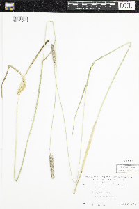 Alopecurus pratensis image