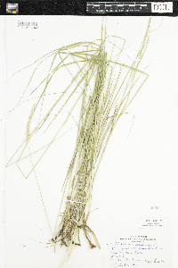 Alopecurus pratensis image