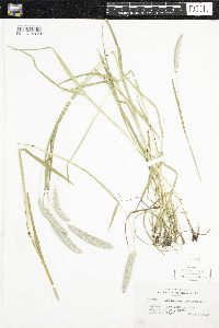 Alopecurus pratensis image