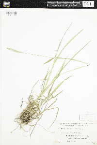 Alopecurus pratensis image