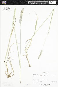 Alopecurus pratensis image