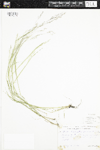 Thumbnail image of current specimen