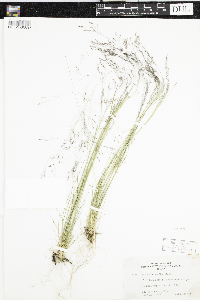 Thumbnail image of current specimen