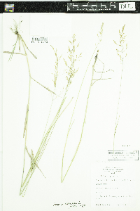 Agrostis stolonifera image