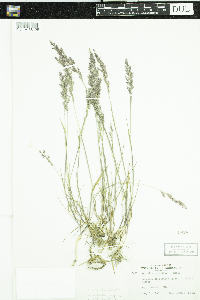 Agrostis stolonifera image