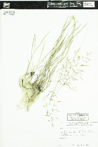Agrostis stolonifera image
