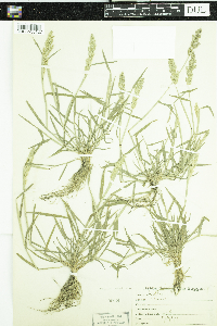 Media resource of Agrostis stolonifera