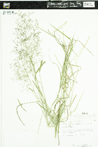 Agrostis stolonifera image
