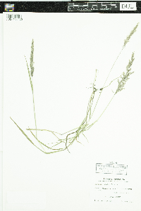 Agrostis stolonifera image