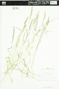 Agrostis stolonifera image