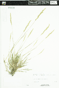 Agrostis stolonifera image