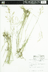 Agrostis stolonifera image