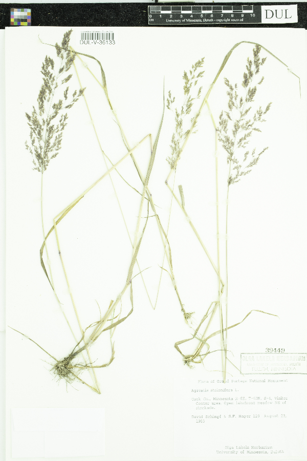 Agrostis stolonifera image