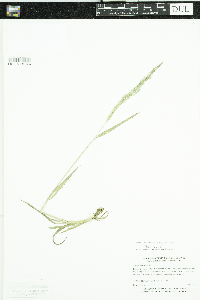 Agrostis stolonifera image