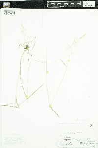 Agrostis stolonifera image