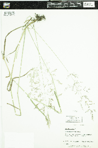 Media resource of Agrostis gigantea