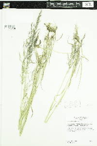 Agrostis gigantea image