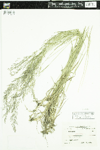Agrostis gigantea image
