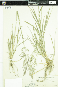 Agrostis capillaris image
