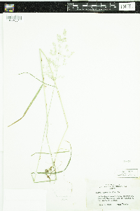 Media resource of Agrostis capillaris