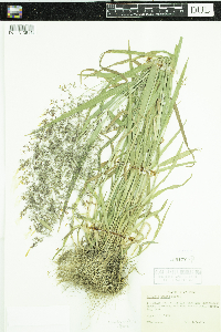 Agrostis capillaris image