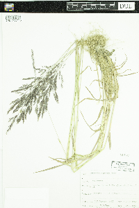 Agrostis gigantea image