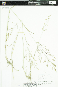 Agrostis gigantea image