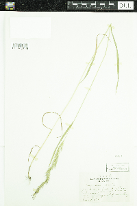 Agrostis gigantea image