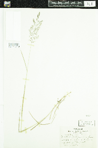 Agrostis gigantea image