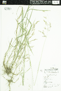 Agrostis gigantea image