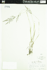 Agrostis gigantea image