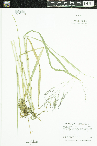 Glyceria striata image