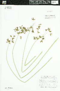 Schoenoplectus acutus image