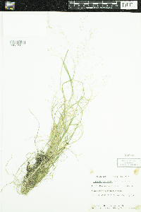 Agrostis perennans image