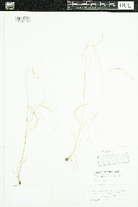 Agrostis perennans image