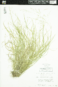 Agrostis perennans image