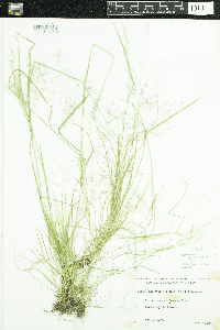 Agrostis perennans image