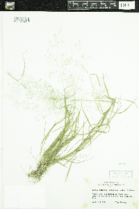 Agrostis perennans image