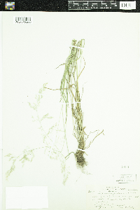 Agrostis perennans image