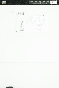 Caloplaca cerina image