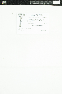 Candelariella vitellina image