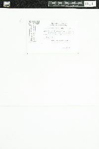Candelariella xanthostigma image