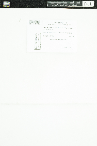 Chrysothrix caesia image